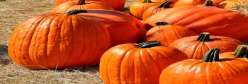 Thanksgiving Day Santa Barbara Zoo Pumpkin Smash