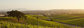 discover santa barbaras renowned wine regions blog banner image updated 1