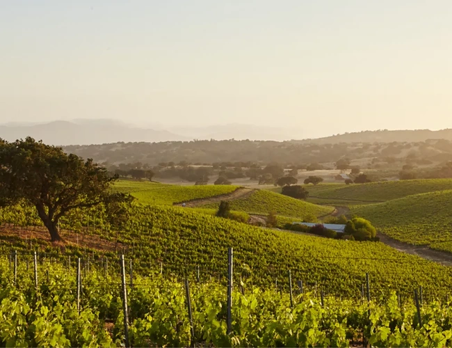 featured image wine harvest season sb