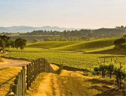 Wine Country