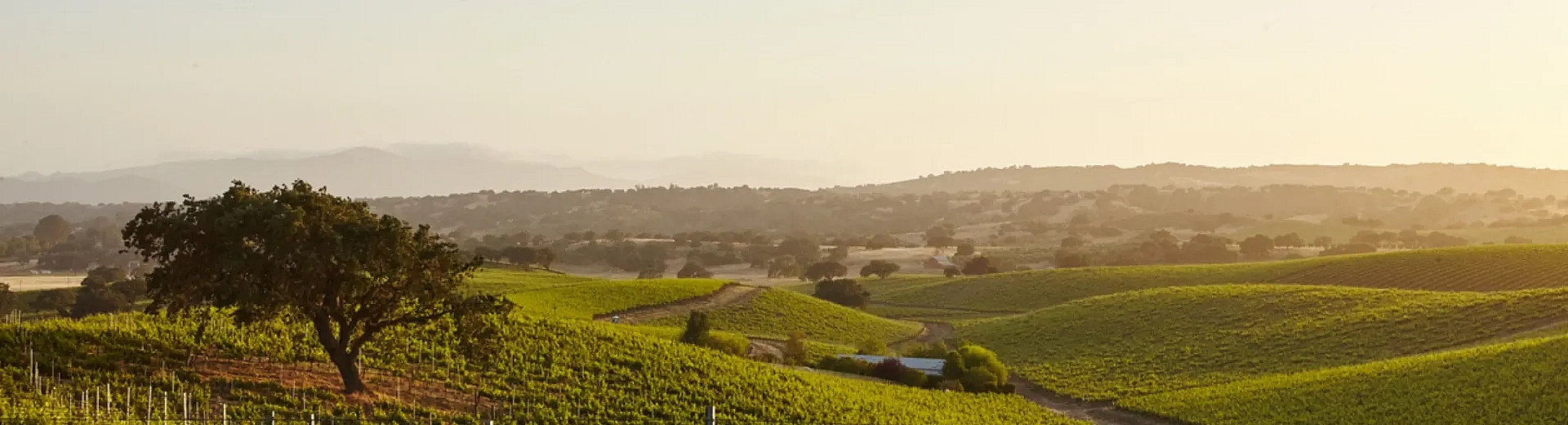 santa barbara vineyards