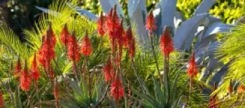 Santa Barbara Botanic Garden