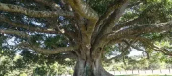 Moreton Bay Fig Tree Santa Barbara