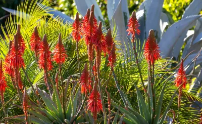 Santa Barbara Botanic Garden