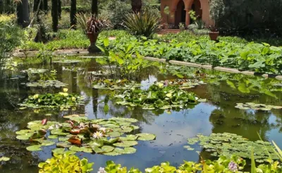 LotusLand: Santa Barbara’s Best Botanical Garden