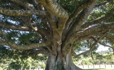 Moreton Bay Fig Tree Santa Barbara
