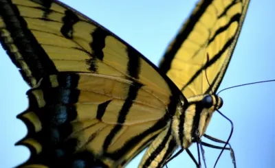 Coronado Butterfly Preserve