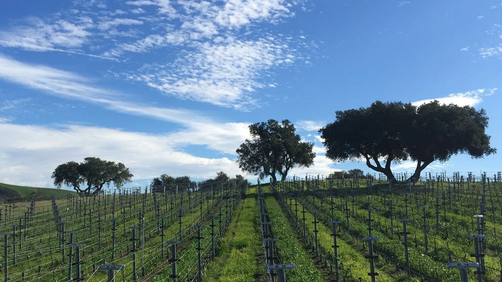 Santa Barbara Vineyard