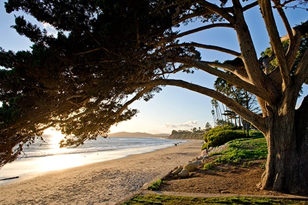 Sunset at Butterfly Beach in Santa Barbara with a large tree framing the shoreline and golden sky.